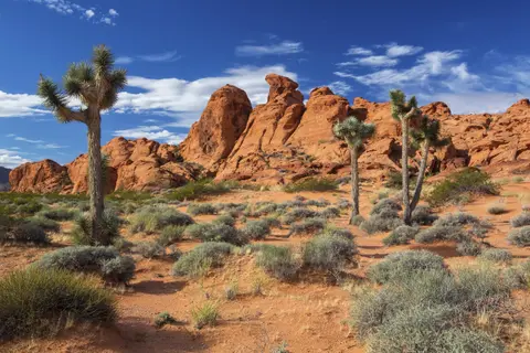 A desert landscape features red rock formations, Joshua trees, and sparse vegetation under a blue sky.