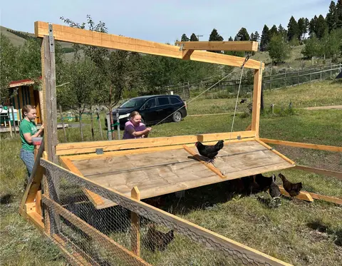 People tend to chickens in an outdoor enclosure with a wooden structure.