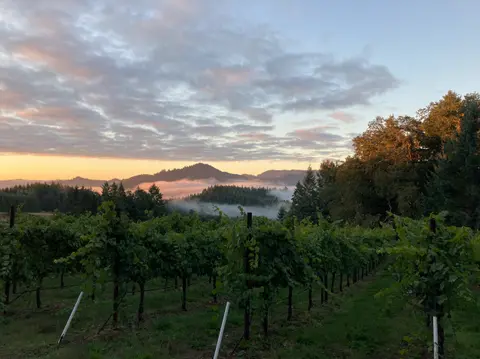 A vineyard with rows of grapevines overlooking a forested mountain range at sunset with low clouds.