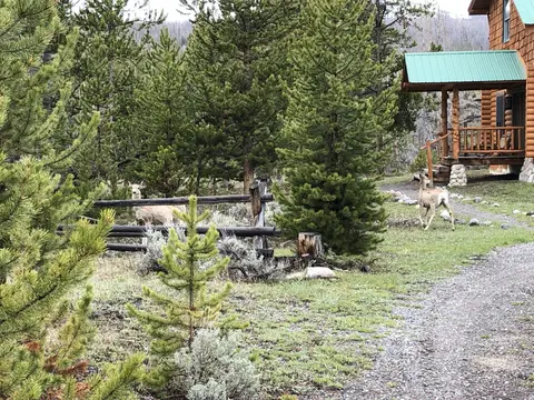 Two deer stand near a wooden fence next to a log cabin surrounded by pine trees.