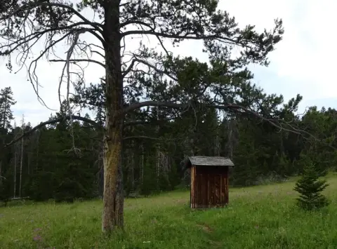 A small wooden outhouse stands in a grassy clearing beneath a large pine tree.