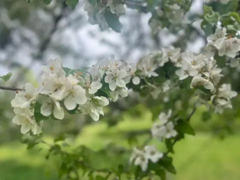 A close-up view of blossoming white flowers on a tree branch.
