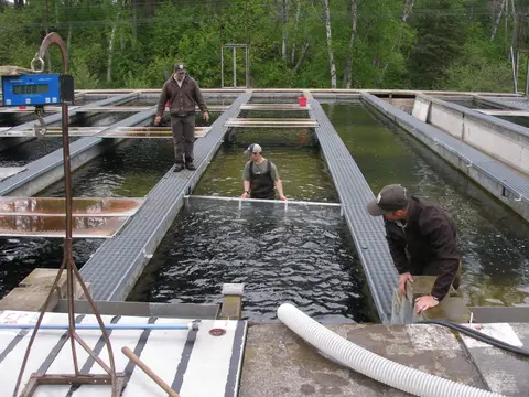 Three workers are tending to fish in outdoor raceway tanks at a hatchery.
