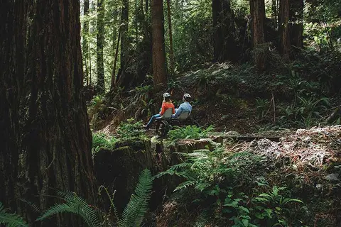 Two people ride a recumbent bicycle on a trail through a redwood forest.