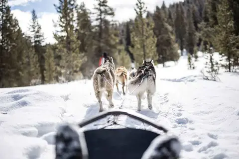 A view from a sled being pulled by dogs through a snowy forest.