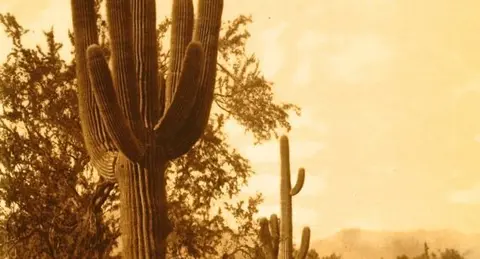 Historic sepia photograph of saguaro cacti in a desert landscape.