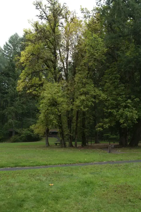 A grassy park area with trees and a paved path.