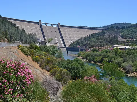 A large concrete dam spans a forested river valley with pink flowers blooming in the foreground.