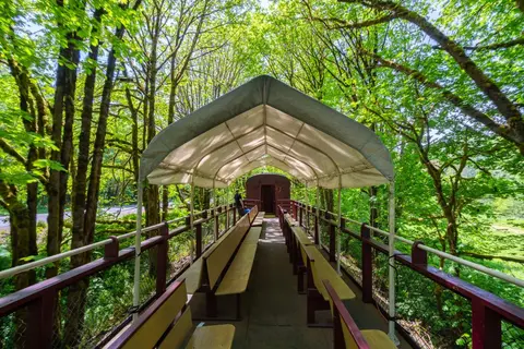 An open-air train car with a canopy travels through a forest.