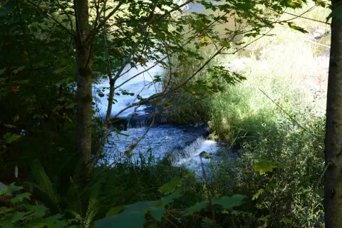 A small creek flowing through a wooded area with lush green foliage.