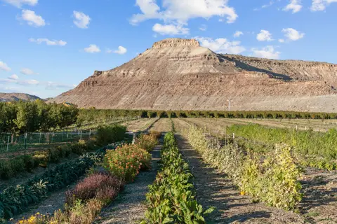A large mountain rises behind rows of crops and orchards under a blue sky with clouds.