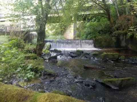 A small dam on a stream surrounded by trees and mossy rocks.