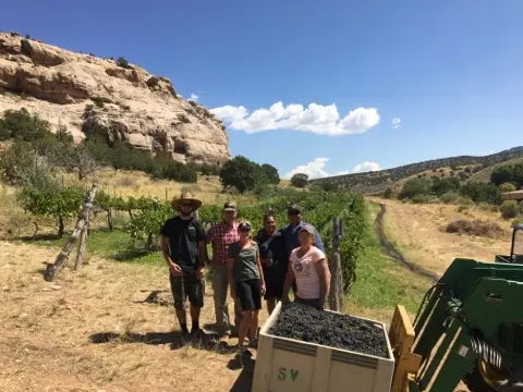 A group of people standing in a vineyard next to a bin of harvested grapes and a tractor.