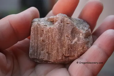 A person's hand holding a piece of petrified wood.