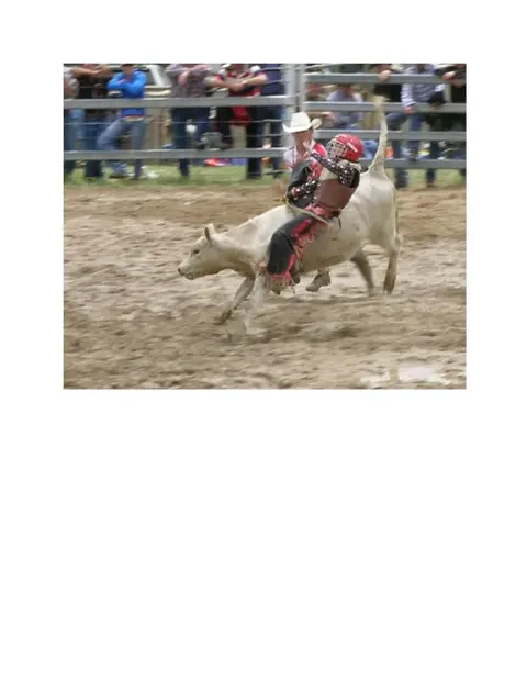 A young rider competes in calf riding at a rodeo event.