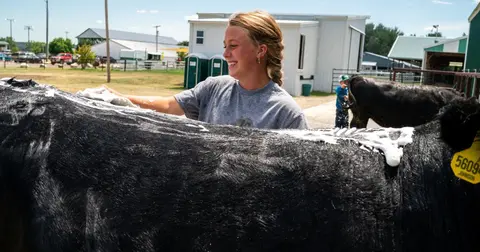 A young woman washes a black cow with soap outdoors.