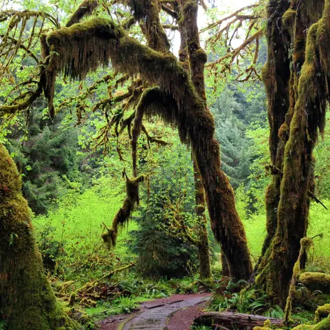 A wet trail winds through a lush, moss-draped forest with large trees.