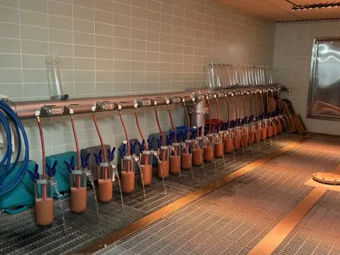 A row of water filtration or incubation jars lined up inside an industrial room.
