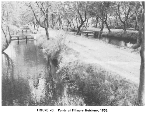 A black and white photograph showing ponds lined with trees.