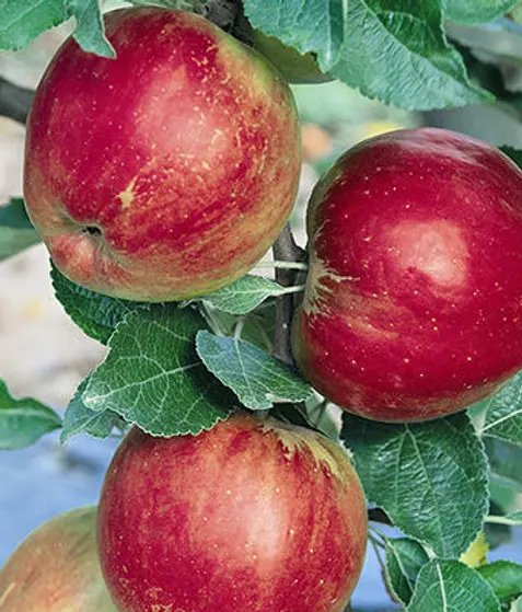 Ripe red apples hang from branches among green leaves.