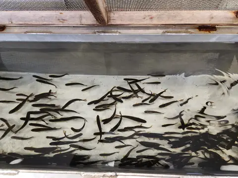 A large group of small fish swim inside a concrete and wooden tank.