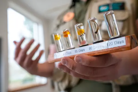 A person holds a wooden display showing small vials of samples labeled with days.