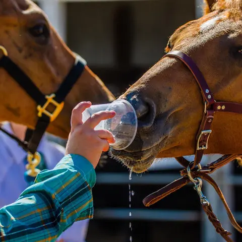 A person holds a plastic cup to a horse's nose.