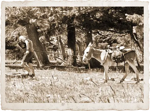 A person running alongside a packed mule in a forest.