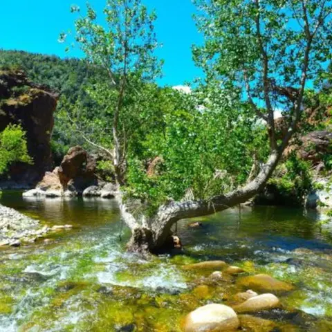 A river flows through a rocky landscape with trees.