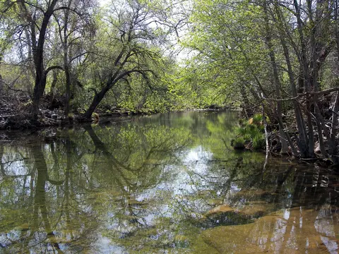 A calm river flows through a dense forest with trees reflecting on the water's surface.