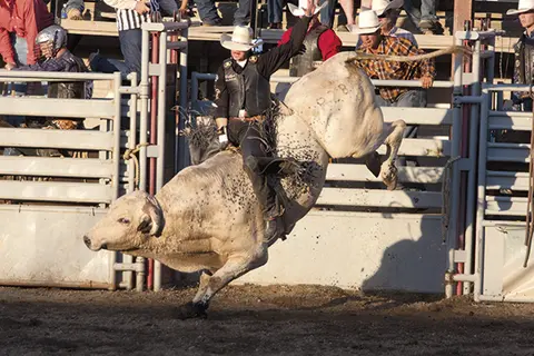 A bull rider performs during a rodeo event.