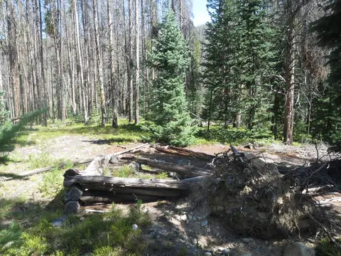 A forest scene with old log remains and pine trees.