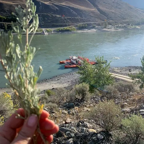 A hand holds a plant in the foreground overlooking a river with a ferry and hills in the background.
