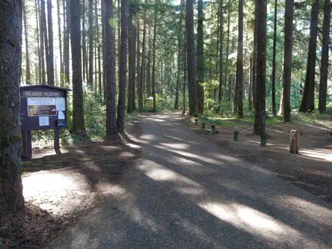 A paved road winds through a dense forest with tall trees and a sign board on the left.