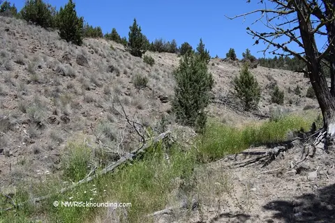 A dry hillside with scattered trees and shrubs under a blue sky.