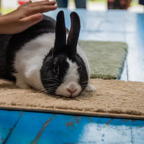 A child's hand pets a black and white rabbit on a surface.