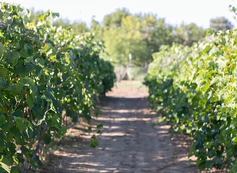 A row of grapevines in a vineyard.