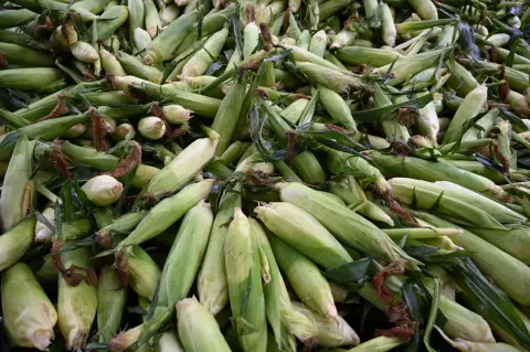 A close-up pile of freshly harvested corn on the cob in husks.