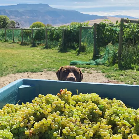 A dog looks over a bin filled with harvested green grapes in a vineyard.