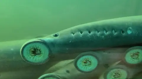 Close-up underwater view of lampreys with circular toothed mouths and gill openings.