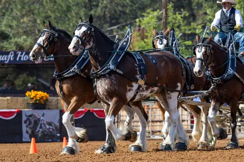 A team of draft horses pulls a wagon in an outdoor arena.