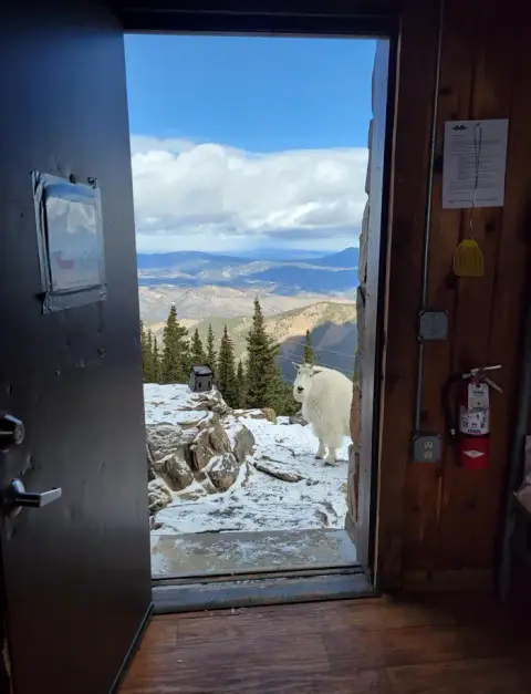A mountain goat stands outside an open door overlooking a landscape.