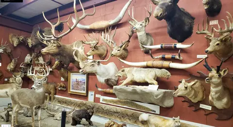 A wall covered with taxidermy mounts of various animals.