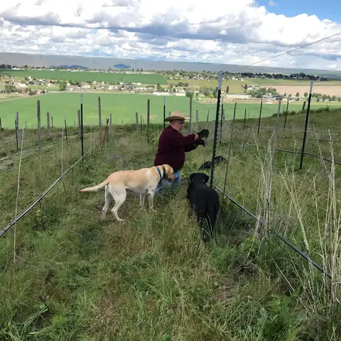 A man working on a vineyard trellis with two dogs in a grassy field.