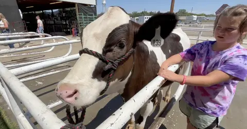 A young girl stands next to a cow in a pen outdoors.