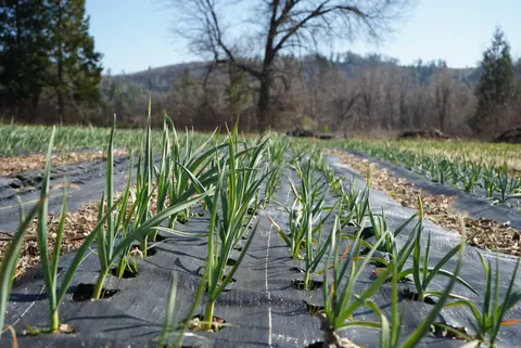Rows of green plants growing through black landscaping fabric in a field.