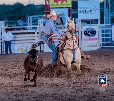 A cowboy on a horse ropes a calf in a rodeo arena.