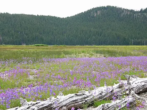A field of purple flowers in front of a tree-covered hill.