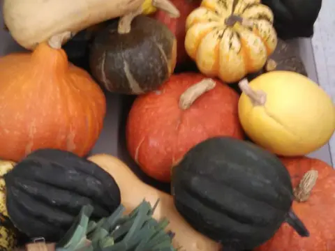 A collection of various pumpkins and gourds in different colors and shapes.