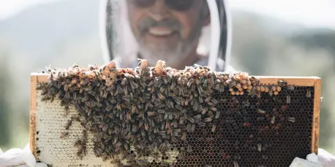 A beekeeper holding a honeycomb covered in bees.